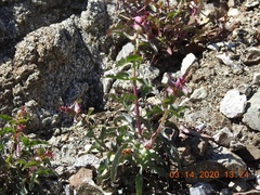 Penstemon clevelandii