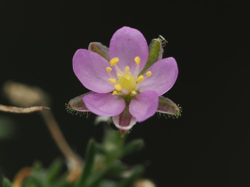 Red Sand Spurrey (Spergularia rubra)