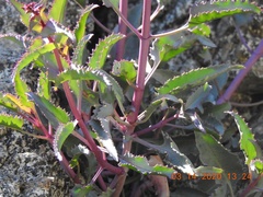 Penstemon clevelandii