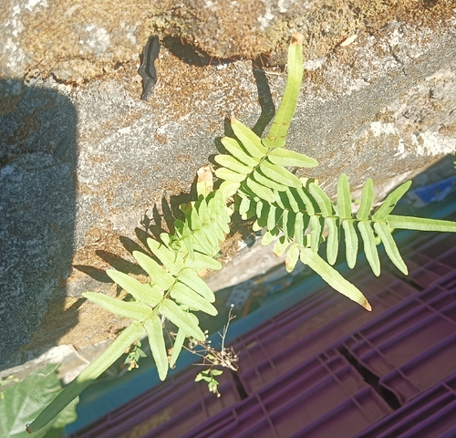 Ladder Brake (Pteris vittata)