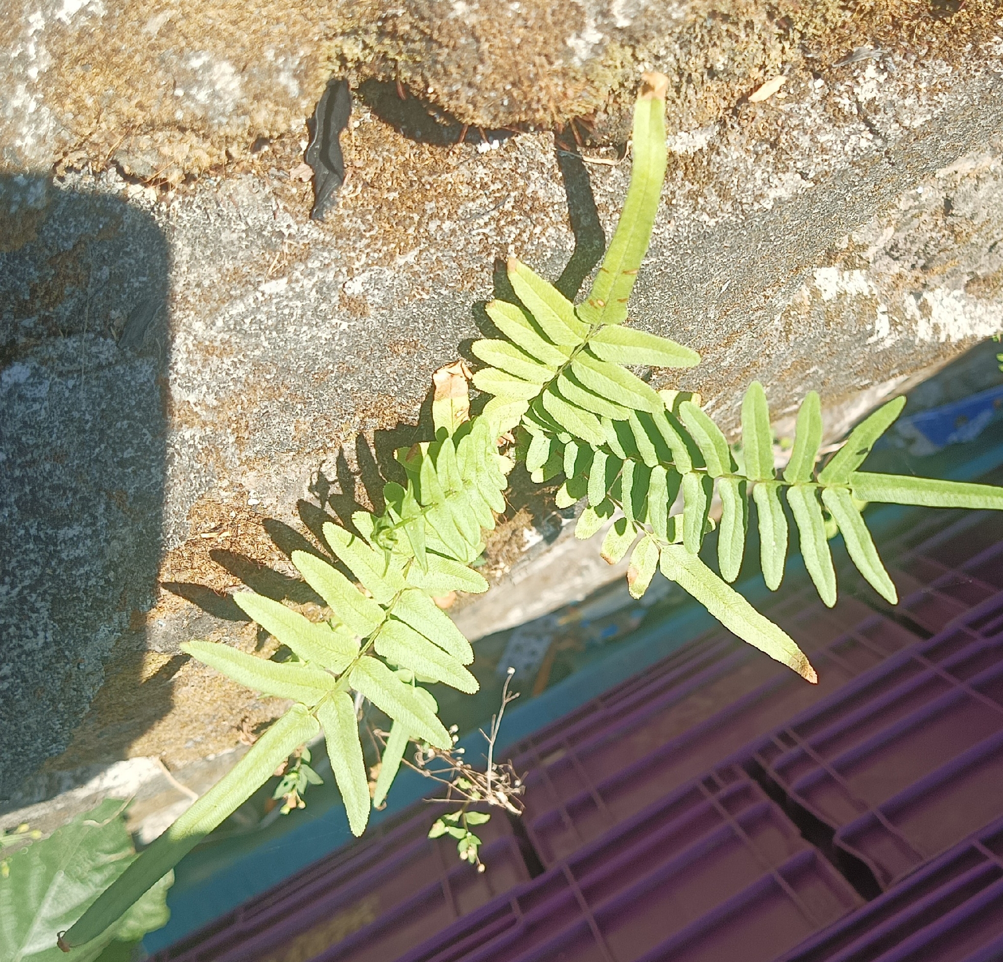 Ladder Brake (Pteris vittata)