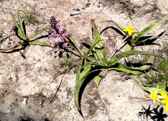 Ledebouria floribunda
