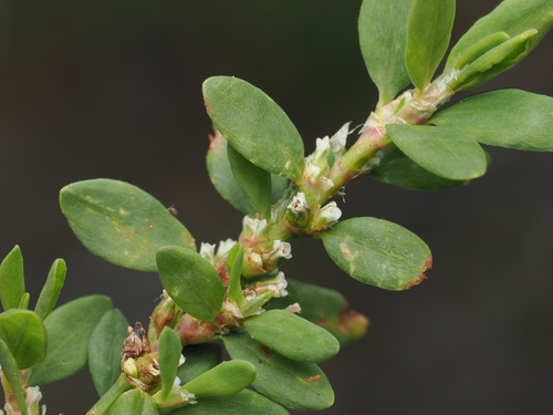 Oval Leaf Knotweed (Polygonum arenastrum)
