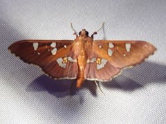 Phostria temira