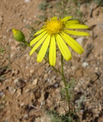Senecio flaccidus monoensis