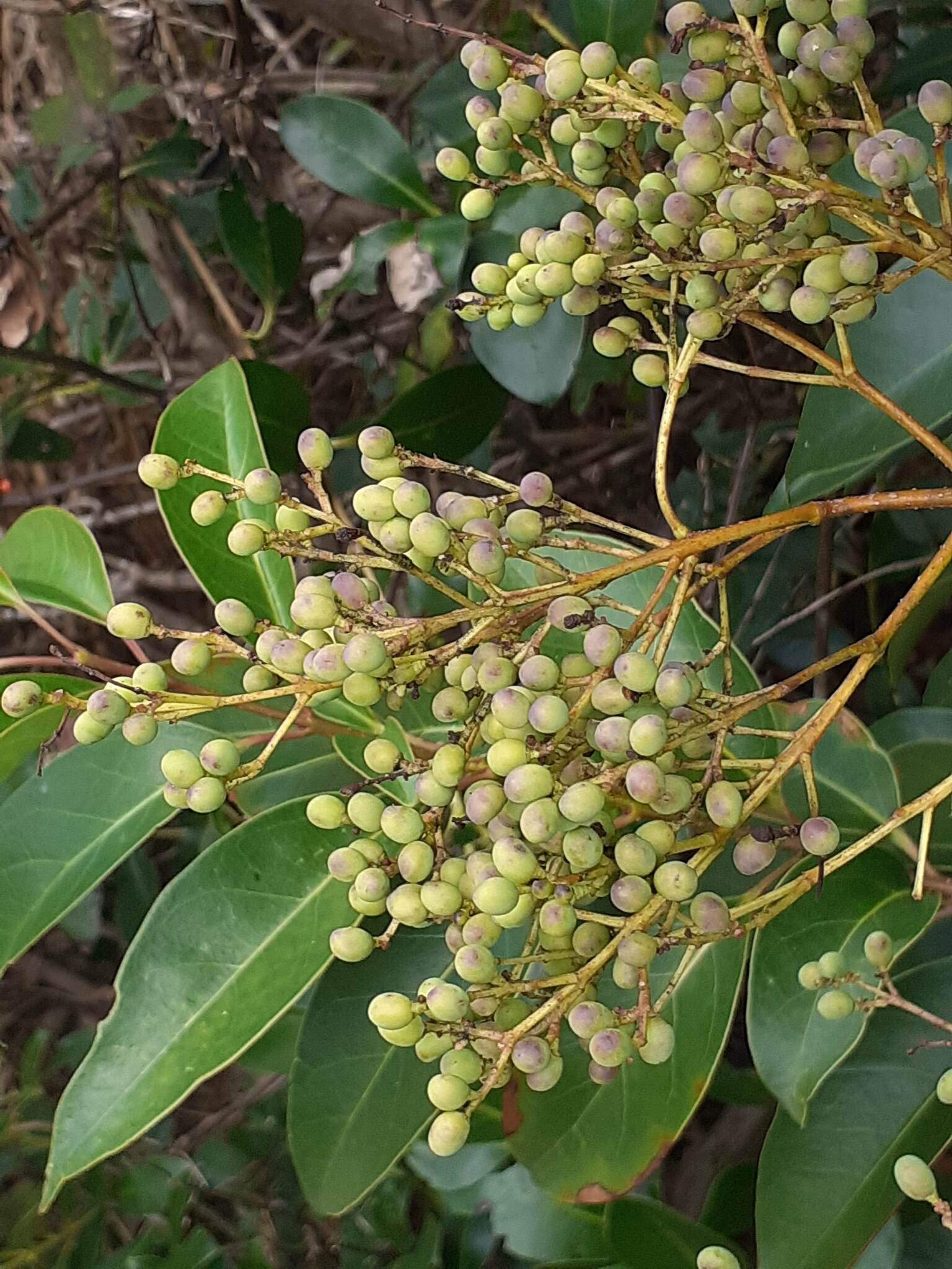 Tree Privet (Ligustrum lucidum)
