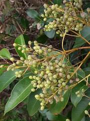 Breitblättriger Liguster (Ligustrum lucidum)