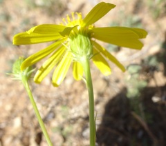 Senecio flaccidus monoensis