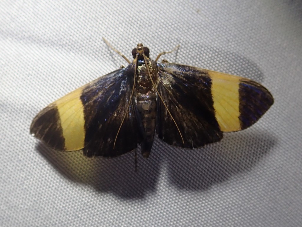 Pilocrocis xanthozonalis