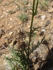 Senecio flaccidus monoensis