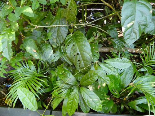 glory vine (Oxera splendida)