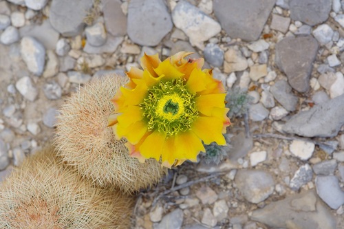 Texas rainbow cactus (Echinocereus dasyacanthus)