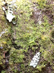 Izatha peroneanella