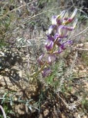 Astragalus arizonicus