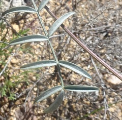 Astragalus arizonicus