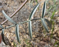 Astragalus arizonicus