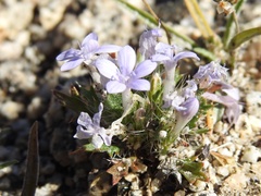 Langloisia setosissima