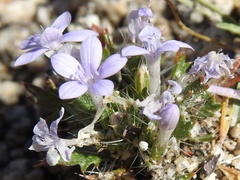 Langloisia setosissima