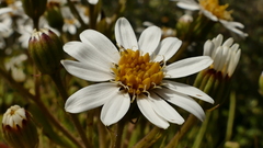 Brachyglottis hectorii
