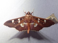 Phostria temira