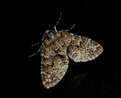 Cladara limitaria
