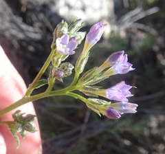 Gilia flavocincta