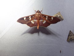 Phostria temira