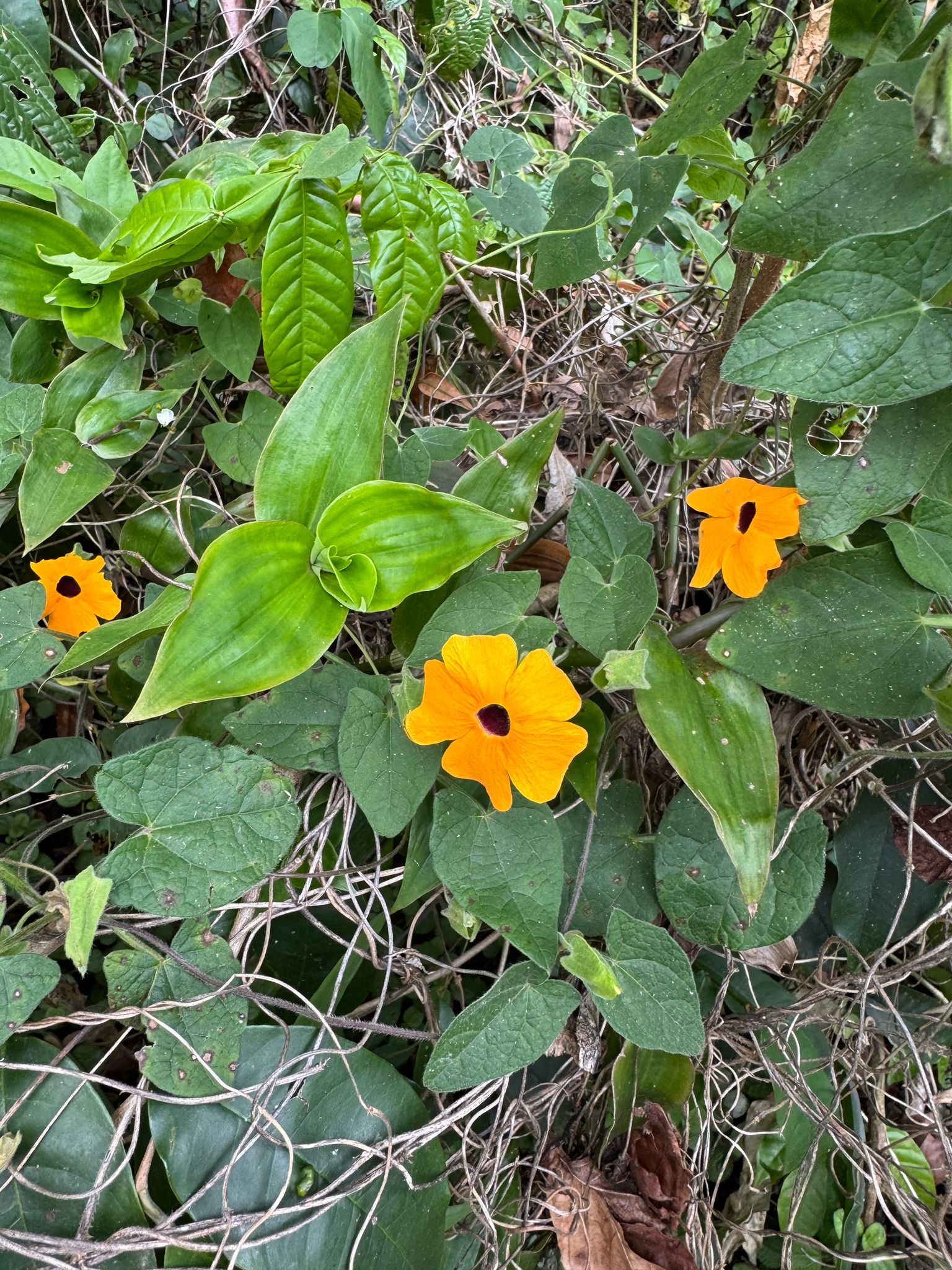 Black-Eyed Susan Vine (Thunbergia alata)