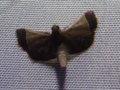 Hypsopygia amoenalis