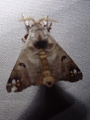 Pantelodes centralamericana