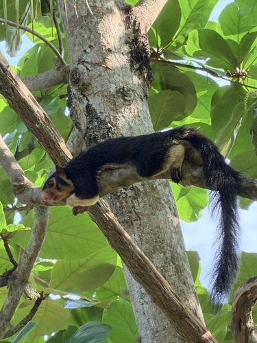 Sri Lankan Giant Squirrel