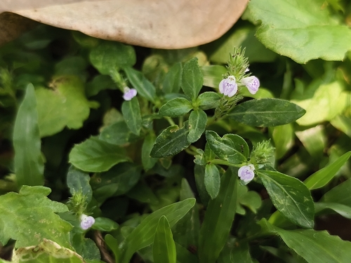 Purple Justicia (Justicia procumbens)