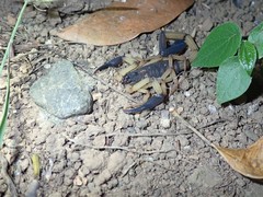 Centruroides bicolor