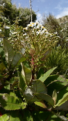 Brachyglottis hectorii