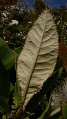 Brachyglottis hectorii