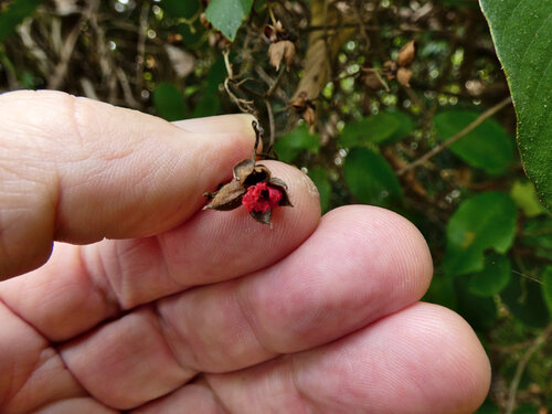 small-leaved fire vine (Tetracera nordtiana)