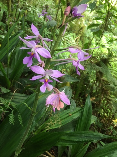 Bhakti (Calanthe sylvatica)