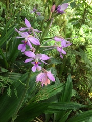 Calanthe sylvatica, photograph (c) bukoba_steve, some rights reserved (CC BY)