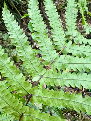 Lime Fern (Pakau pennigera)