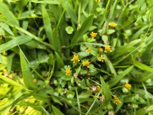Marsh Para Cress (Acmella uliginosa)