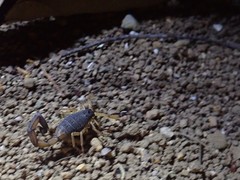 Centruroides bicolor