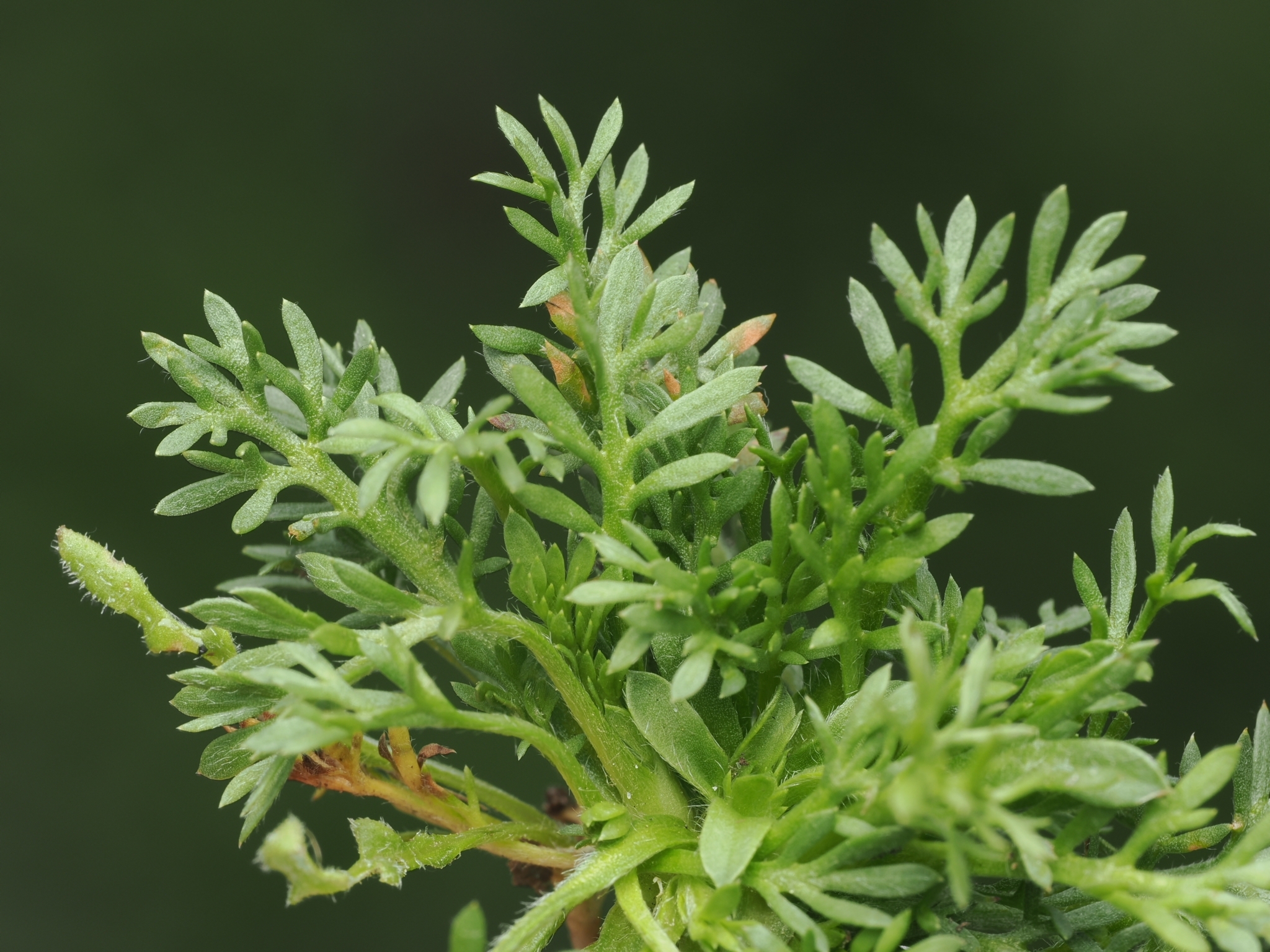 Field Burrweed (Soliva sessilis)