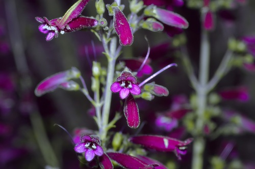 Big Bend Beardtongue (Penstemon havardii)