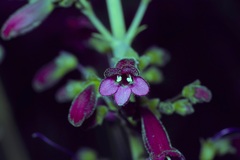 Penstemon havardii, photograph (c) Michelle W. （鍾偉瑋）, some rights reserved (CC BY)