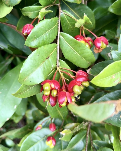Ochna thomasiana observed 2026-04-09