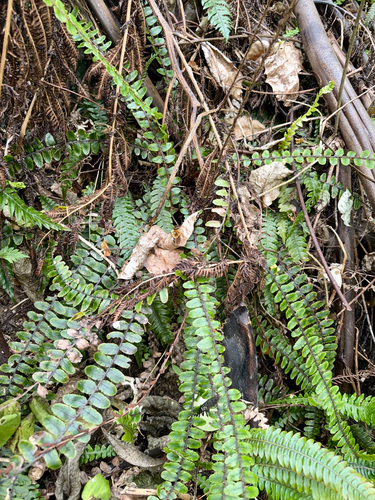 kiwakiwa (Cranfillia fluviatilis)