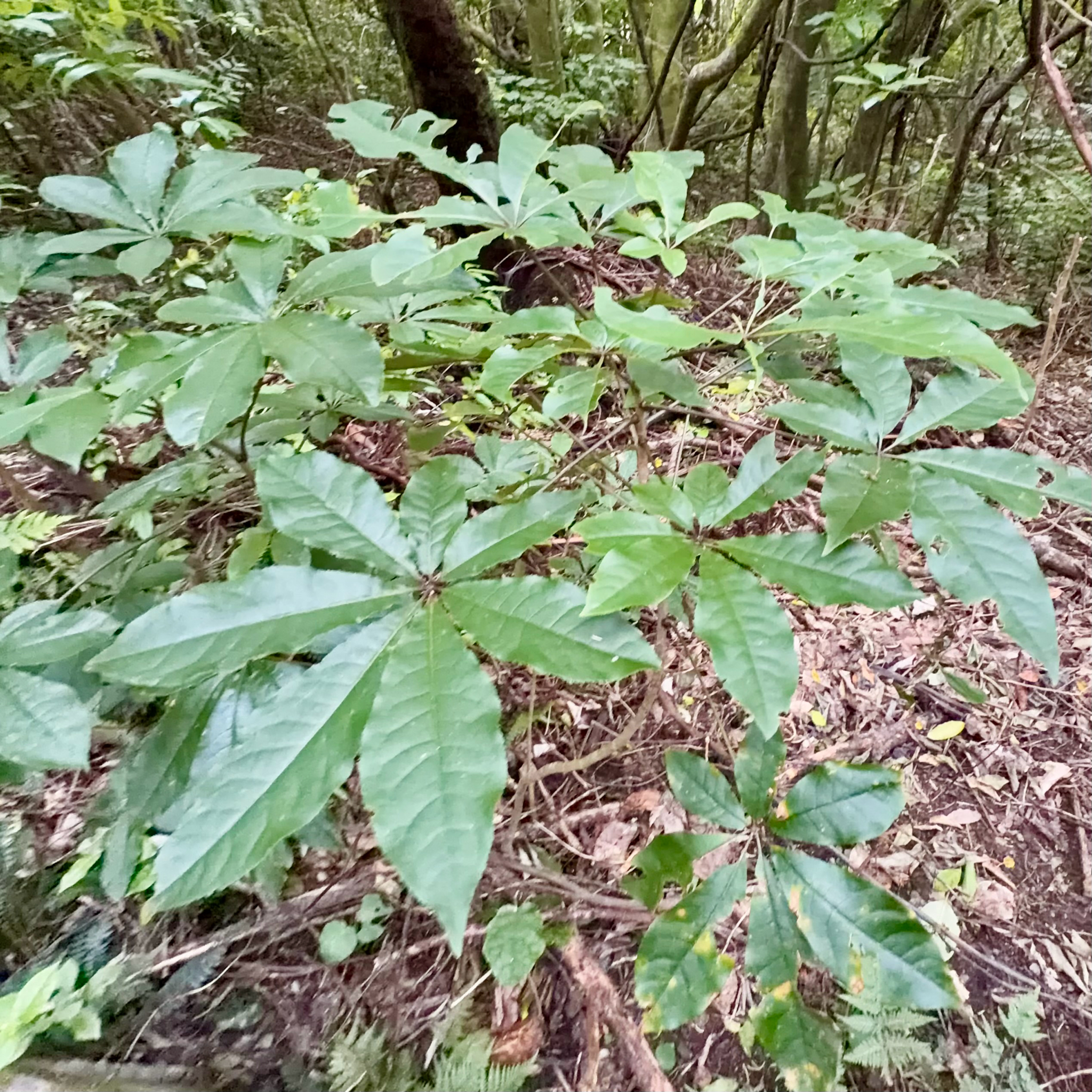 Patē (Schefflera digitata)