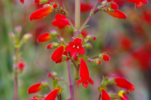 Penstemon havardii, photograph 4