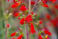 Penstemon havardii, photograph (c) Michelle W. （鍾偉瑋）, some rights reserved (CC BY)