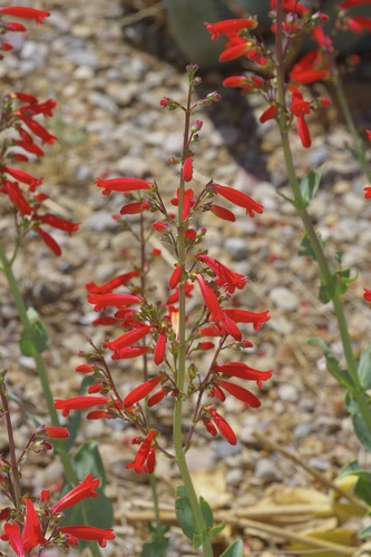 Penstemon havardii, photograph 2